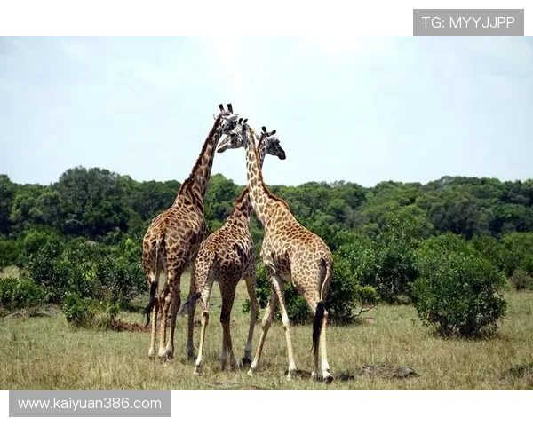 肯尼亚幸运赢平台指南：安全可靠的博彩网站推荐与用户评价分析